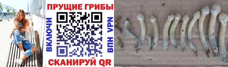 blacksprut зеркало  Талдом  Галлюциногенные грибы Psilocybine cubensis 